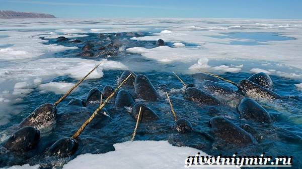 Нарвал-животное-Образ-жизни-и-среда-обитания-нарвала-6
