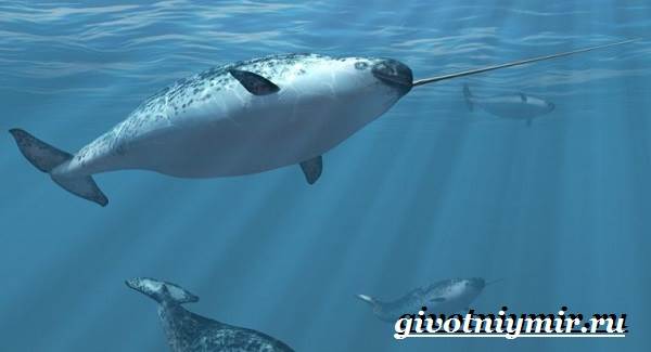 Нарвал-животное-Образ-жизни-и-среда-обитания-нарвала-5