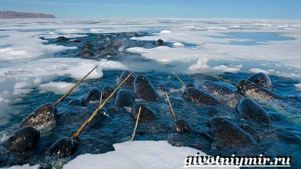 Где обитают нарвалы