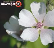 Алтей, лечебные свойства и противопоказания