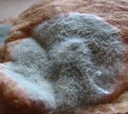 Чем опасно употребление хлеба с плесенью