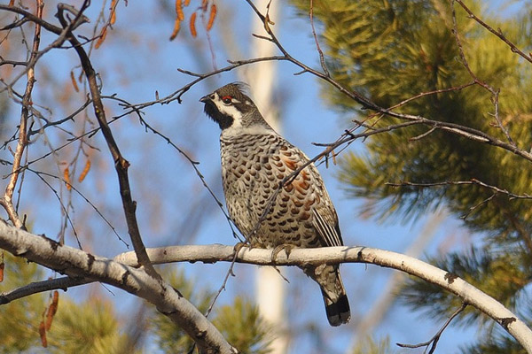 Охота на рябчика