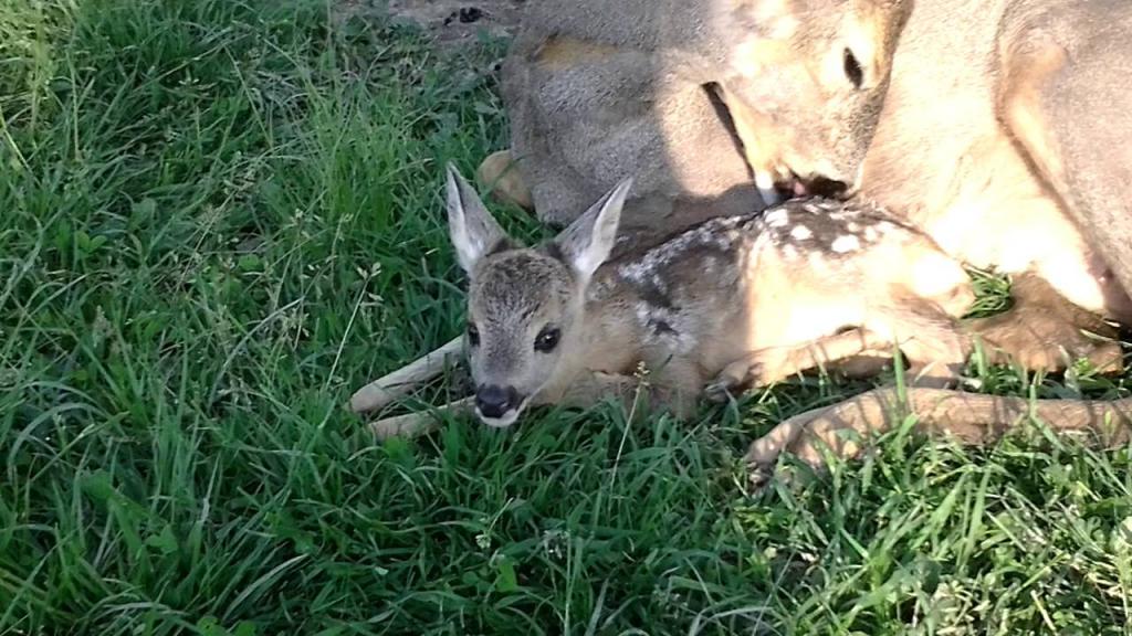 Косуля с детенышем