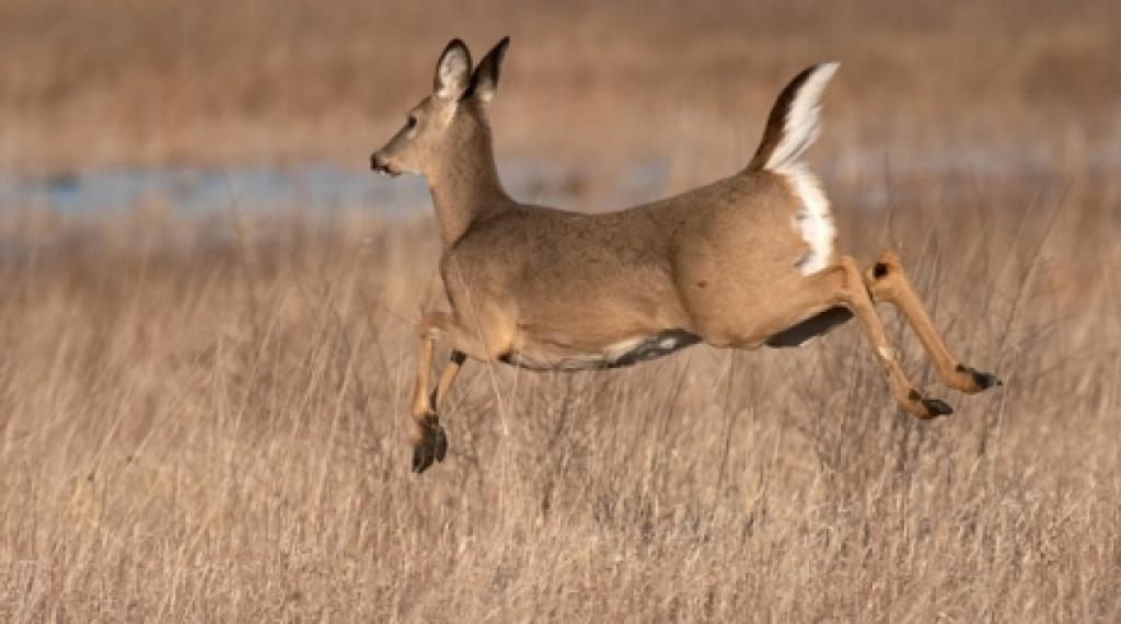 Косуля в прыжке