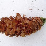 Шишка после дятла