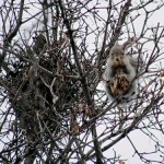 Белка у гайна