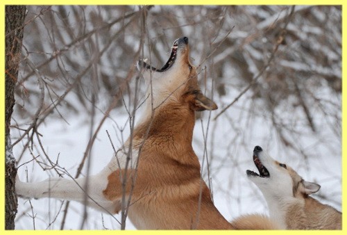 Охота на белку с лайкой