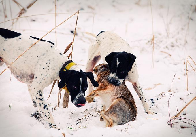 патрон на зайца снарядить тройкой 