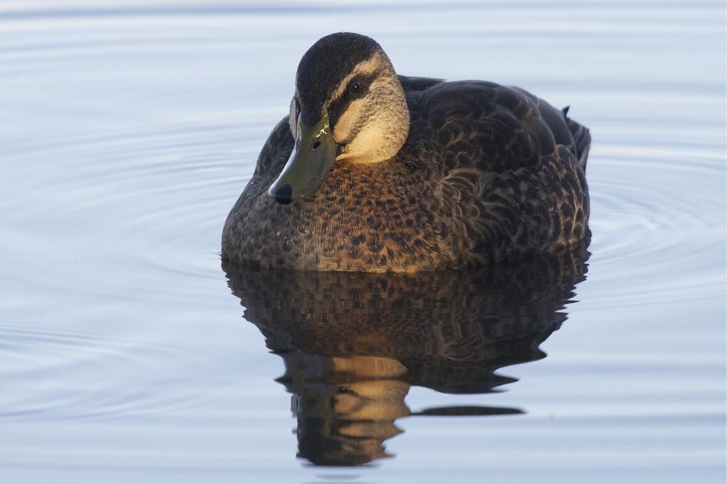 Серая утка в воде.