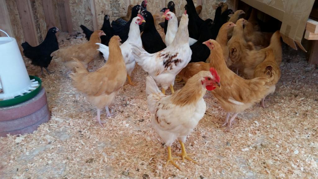 Куры в курятнике