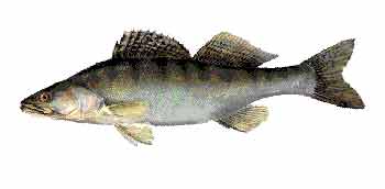Рыба судак