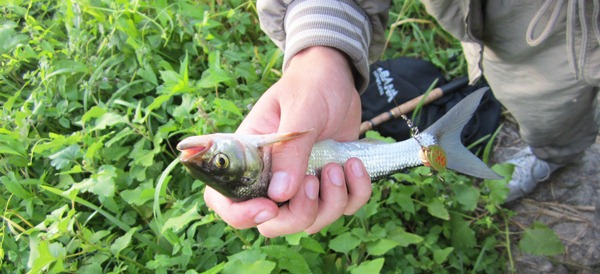Жерех на Mepps Comet №1