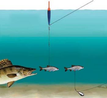 Ловля судака на живца и мертвую рыбку