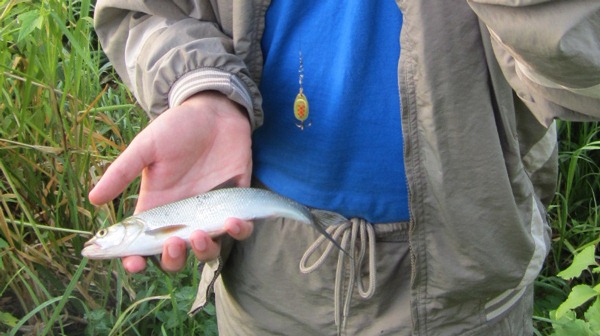 Жерех в заливе на вертушку