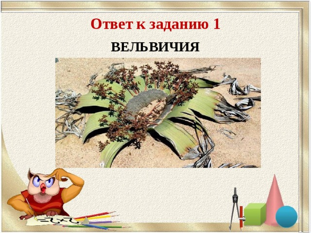 Ответ к заданию 1 ВЕЛЬВИЧИЯ 