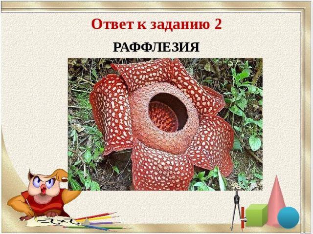 Ответ к заданию 2 РАФФЛЕЗИЯ 