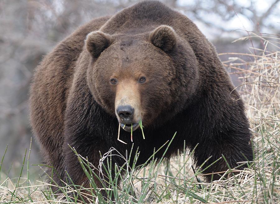 Настороженный медведь