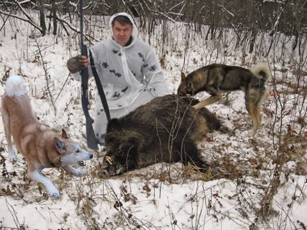 При охоте с собаками не рекомендуется использовать картечь