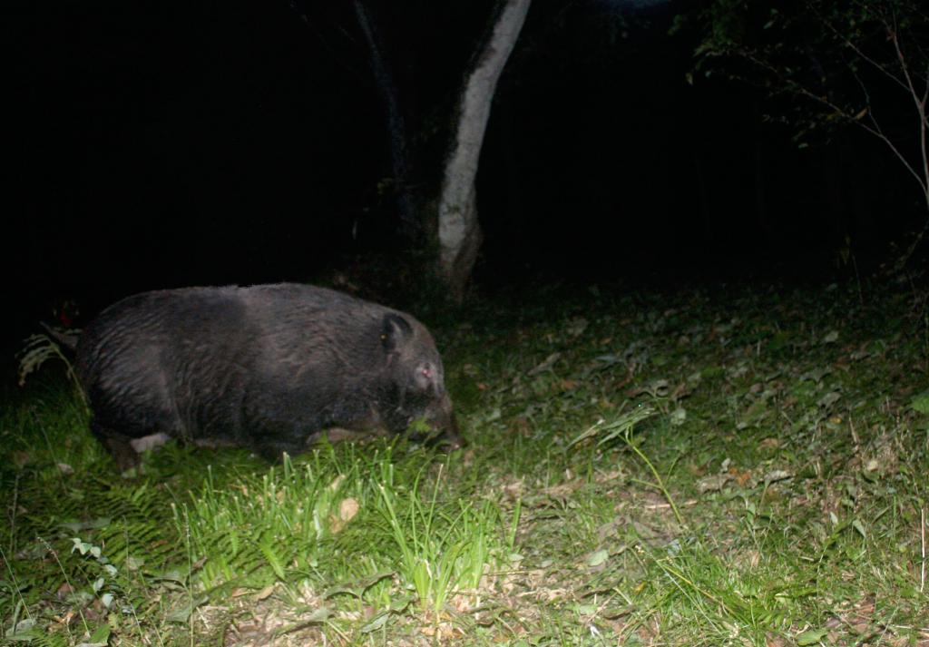 Кабан ночью