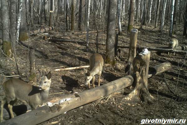 Охота-на-косулю-и-её-особенности-6