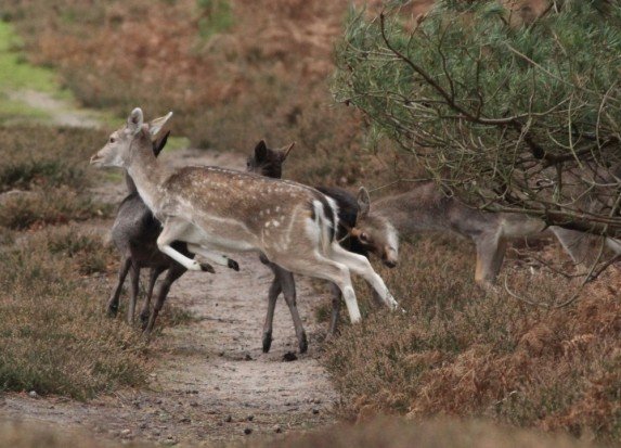 Охота на косулю