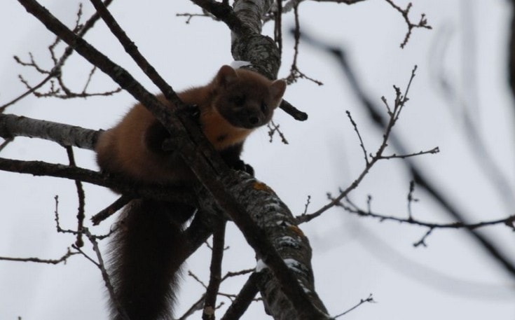 Охота на куницу