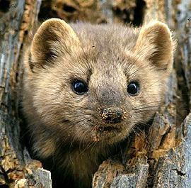 Охота на куницу