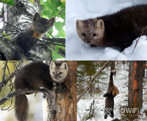 Охота на соболя в тайге