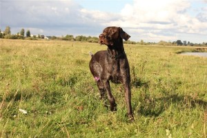 Охота с собакой