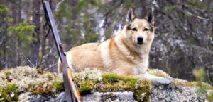 охота на дичь с лайкой