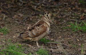 охота на вальдшнепа