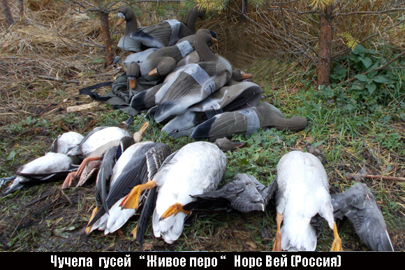 Весенняя охота на гуся, охота на гуся весной, весенняя охота на гуся 2017, открытие сезона весенней охоты на гуся, гуси, как охотиться на гуся, когда охотиться на гуся, где охотиться на гуся, как охотиться на гуся, манок на гуся, охота на гуся с манком, серый гусь, белолобый гусь, гусь гуменник, маскировка на охоте на гуся, укрытие на охоте на гуся, охота на гуся с профилями, охота на гуся с чучелами, тактика охоты на гуся, ружья и патроны для охоты на гуся