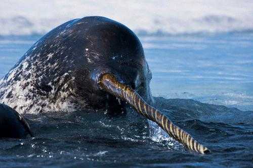 нарвал животное измеряющий температуру