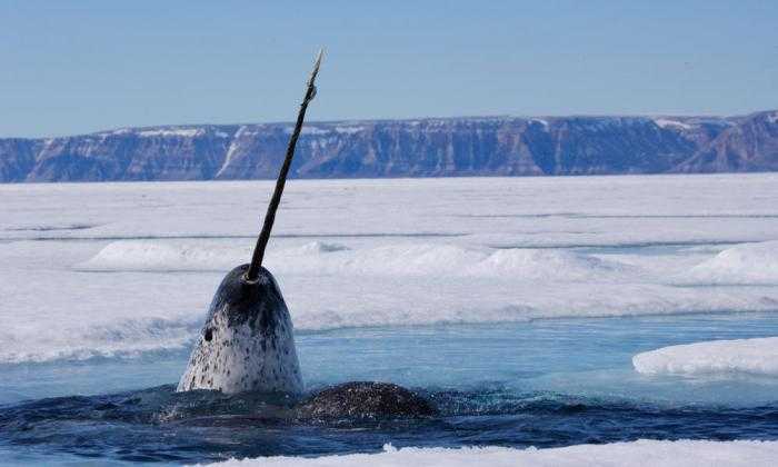 животное нарвал вес его