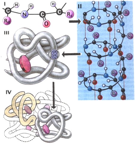 Схема строения белковой молекулы