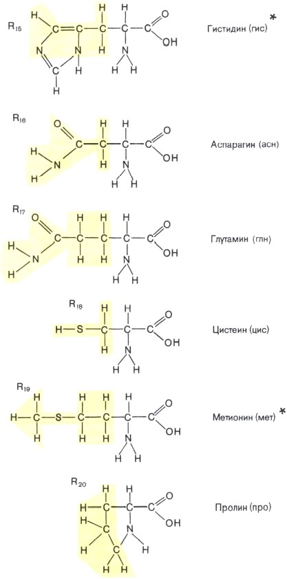 Строение аминокислот — мономеров белковых молекул