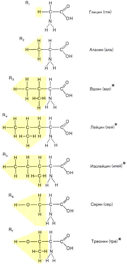 Строение аминокислот — мономеров белковых молекул