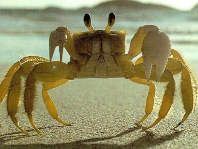 Географический Диктант по теме Тихий океан и Океания - для проверки домашнего задания