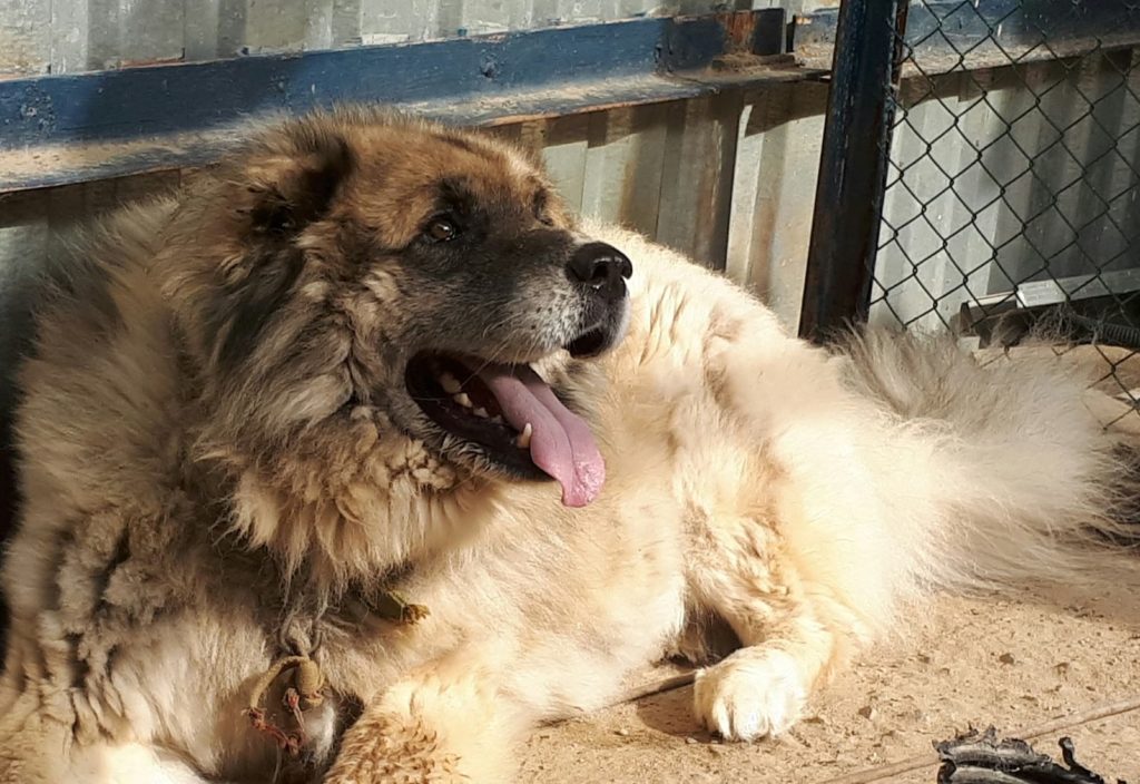 Кавказская овчарка для защиты птиц