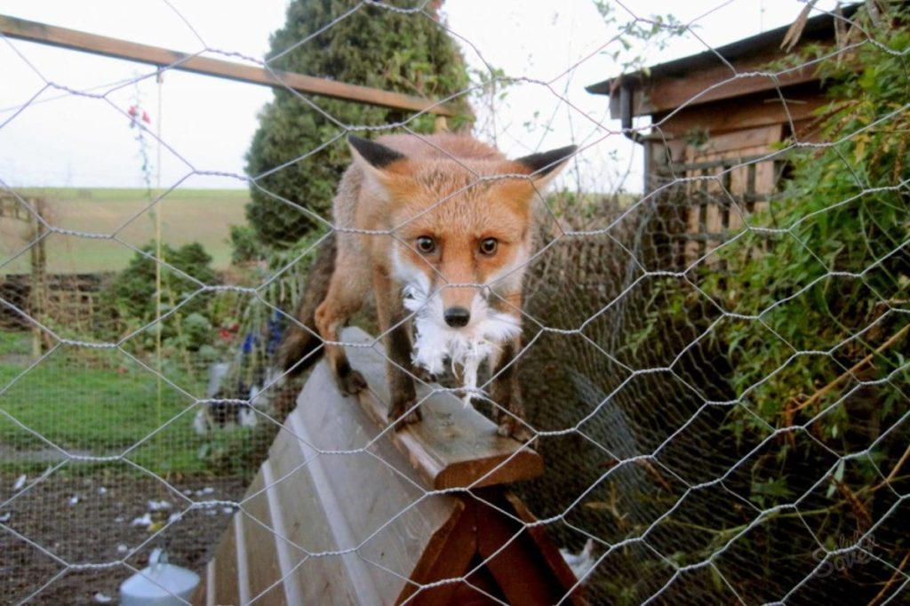 Лиса крадет цыпленка