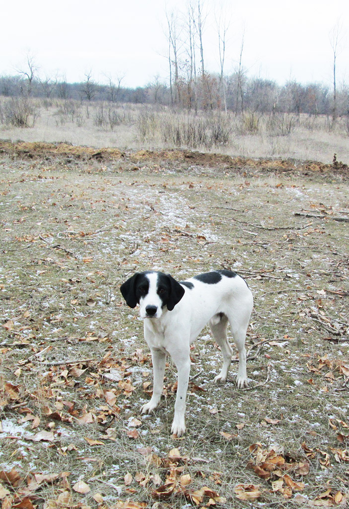 Команда искать