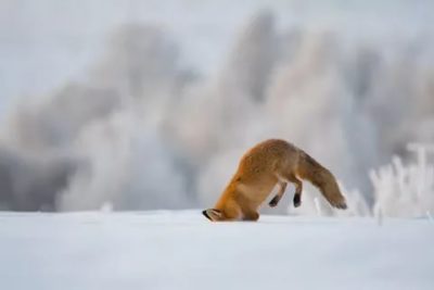 как охотится лиса зимой видео