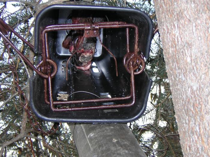 Ловля куницы капканами траппинг 