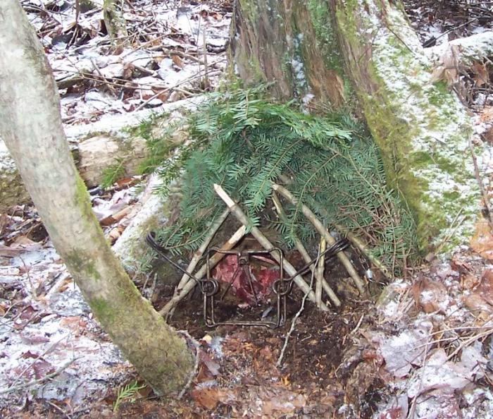 Ловля куницы капканами КП 120 