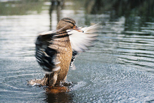 Некоторые особенности охоты на уток осенью.