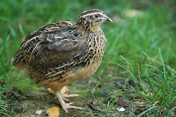 Вид &laquo;перепел обыкновенный&raquo; – это дикий перепел
