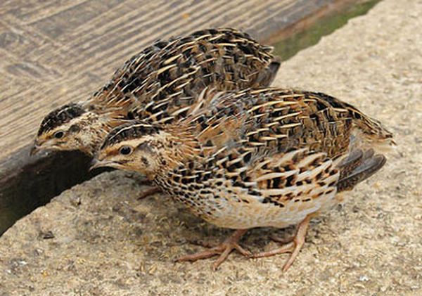 Перепелки очень редко летают