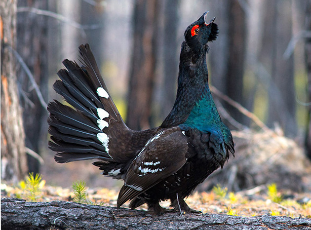 Глухарь осенью