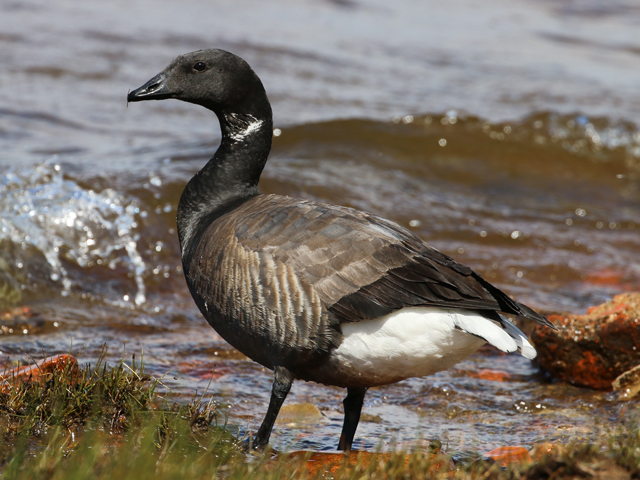 черная казарка