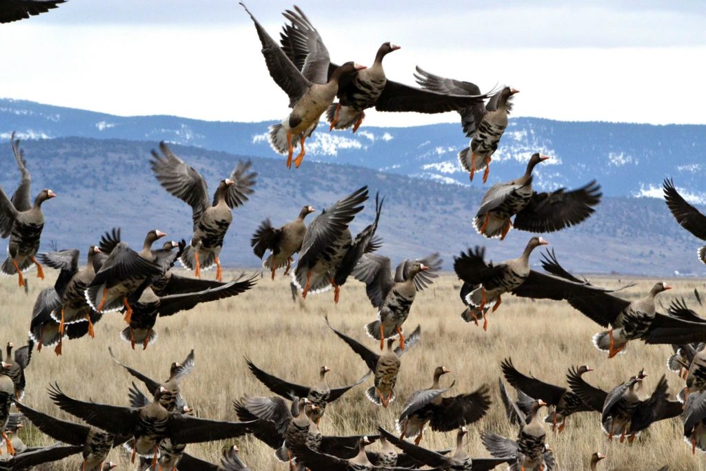 охота на гуся